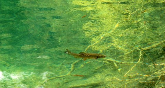 PlitviceLakesTour-bigfishinlake