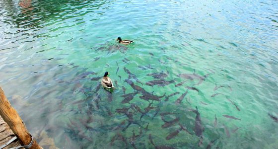 duscs and fish in clear Plitvice lake