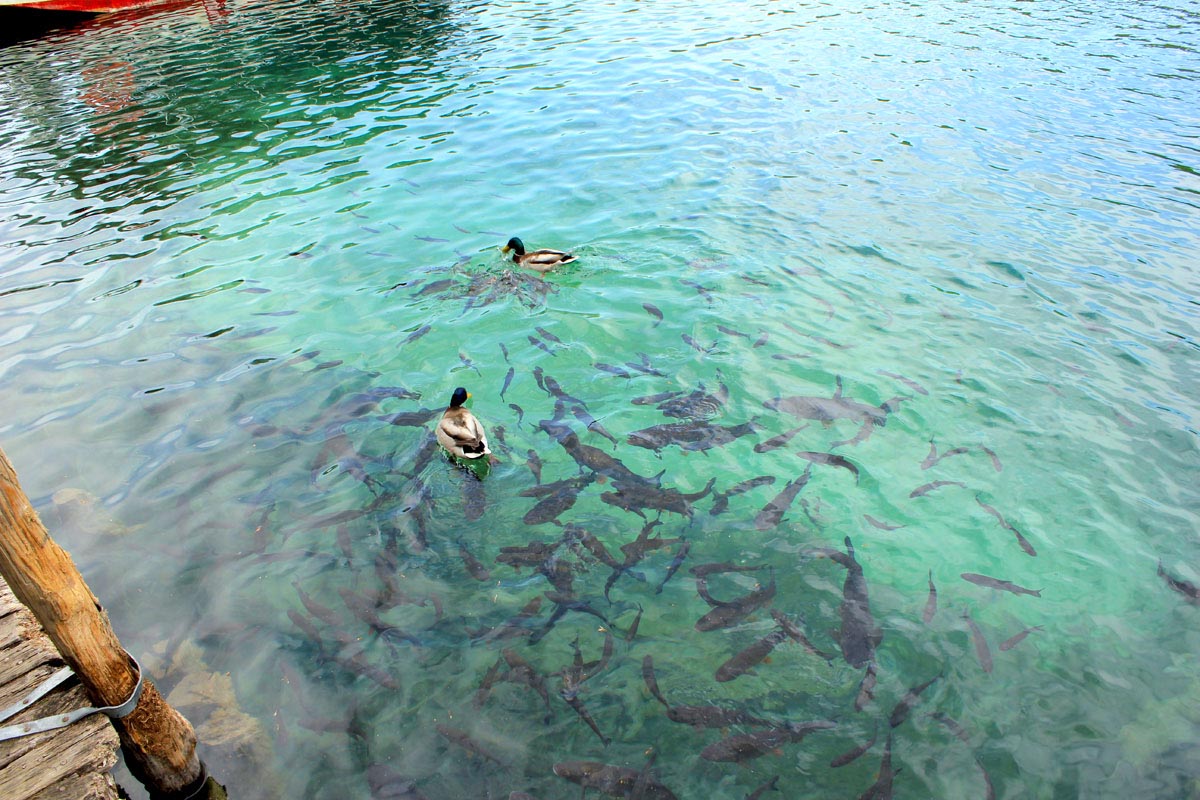 duscs and fish in clear Plitvice lake