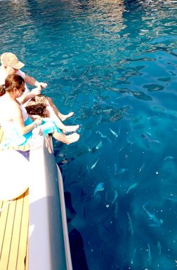 feeding-the-fish-from-sugaman-speedboat-stiniva-cove